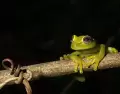 Los paseos a la luz de la luna llena permiten descubrir las Cataratas del Iguaz� en una atm�sfera �nica.