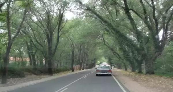 Camino a los cocos