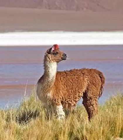 circuito-ocho-hermanos-y-laguna-colorada-1-1