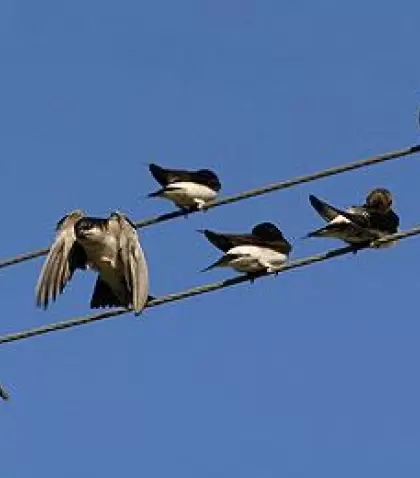 la-ciudad-de-las-aves-1