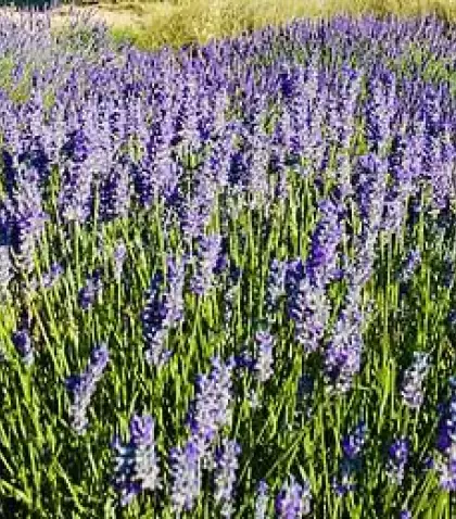 aroma-a-lavanda-1