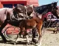 circuito-mapuche-1