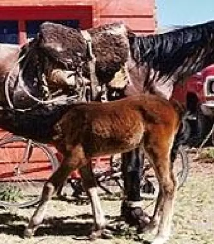 circuito-mapuche-1