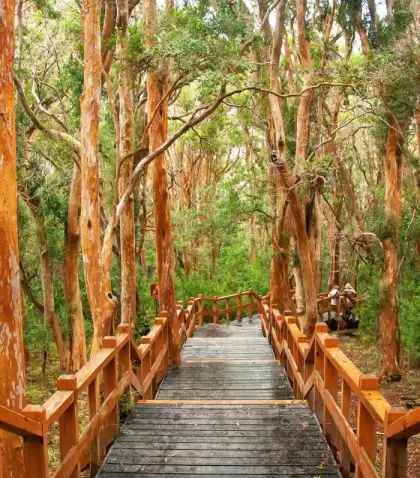 El Bosque de Arrayanes, con sus troncos color canela y paisajes lacustres, es una de las postales m�s m�gicas de la Patagonia.