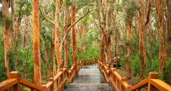 El Bosque de Arrayanes, con sus troncos color canela y paisajes lacustres, es una de las postales m�s m�gicas de la Patagonia.