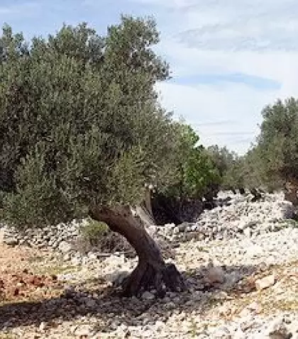 El Camino del Olivo atraviesa paisajes rurales de Catamarca y La Rioja, entre olivares centenarios y sabores que representan la identidad del norte ar
