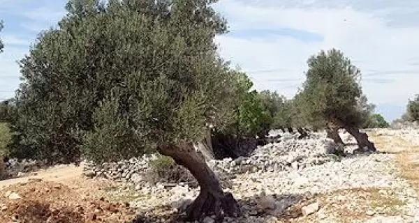 El Camino del Olivo atraviesa paisajes rurales de Catamarca y La Rioja, entre olivares centenarios y sabores que representan la identidad del norte ar