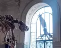 Interior del Museo Paleontol�gico Egidio Feruglio, con imponentes esqueletos de dinosaurios.