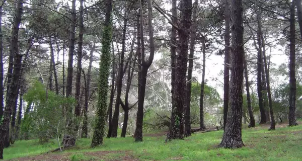 Pinar del Norte, el coraz�n hist�rico de Mar de las Pampas: museo, bosque y memoria en un entorno natural �nico.