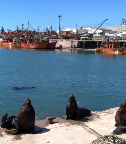 puerto-de-mar-del-plata-y-sus-tradicionales-visitantes-lobos-marinos-2927-xl