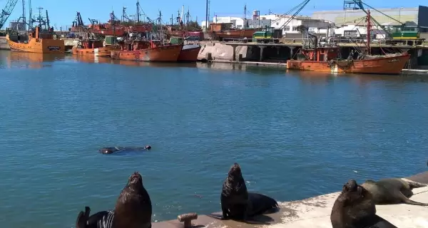 Puerto de Mar del Plata, s�mbolo de la tradici�n pesquera y tur�stica de la ciudad.