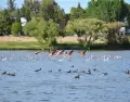 Flamencos y aves acu�ticas en la Laguna Cacique Chiquichano, Reserva Natural de Trelew