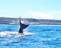 Ballena franca austral emergiendo en la costa de Puerto Madryn, una de las pocas ciudades del mundo donde puede verse desde la playa.