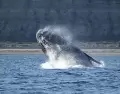 Avistaje embarcado de ballena franca austral en Puerto Pir�mides, un cl�sico de la fauna patag�nica entre junio y diciembre.