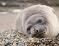 Ballena franca austral en la costa de Puerto Pir�mides, uno de los mejores lugares del mundo para el avistaje embarcado.