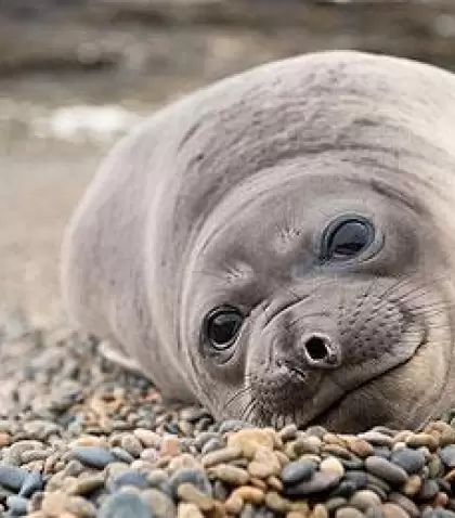 Ballena franca austral en la costa de Puerto Pir�mides, uno de los mejores lugares del mundo para el avistaje embarcado.