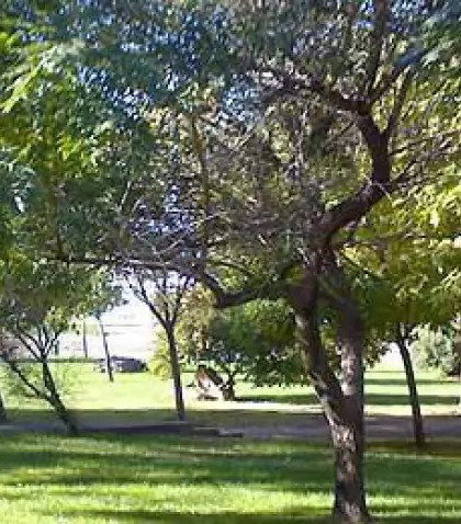 parque-central-1