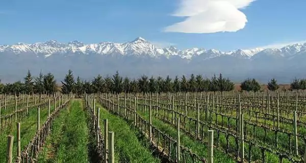 Vi�edos en San Rafael con la Cordillera de los Andes como fondo, una postal cl�sica del enoturismo mendocino.