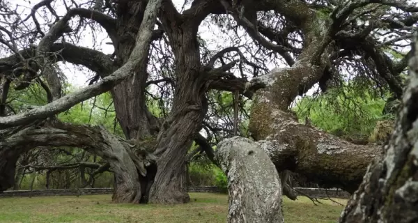 El majestuoso Algarrobo Abuelo en Piedra Blanca Abajo, Villa de Merlo.