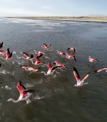 La Laguna de los Pozuelos, un espejo de agua a m�s de 3.600 metros de altura, refugio de flamencos y fauna silvestre en plena puna juje�a.