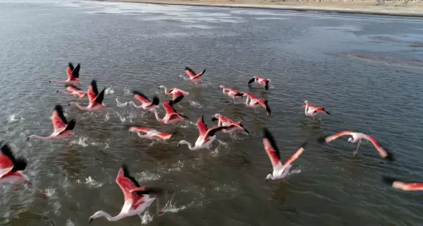 La Laguna de los Pozuelos, un espejo de agua a m�s de 3.600 metros de altura, refugio de flamencos y fauna silvestre en plena puna juje�a.