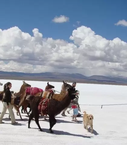 Caravana de Llamas propone caminatas en Tilcara junto a animales andinos, una experiencia cultural, afectiva y natural en la Quebrada de Humahuaca.