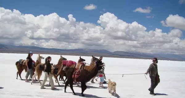 Caravana de Llamas propone caminatas en Tilcara junto a animales andinos, una experiencia cultural, afectiva y natural en la Quebrada de Humahuaca.