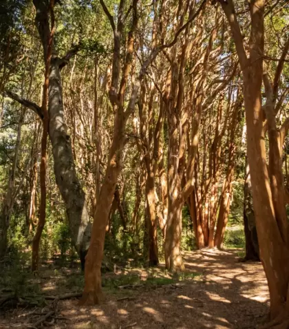 Bosque de arrayanes en la pen�nsula de Quetrihu�, un paisaje �nico del sur argentino.