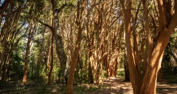Bosque de arrayanes en la pen�nsula de Quetrihu�, un paisaje �nico del sur argentino.