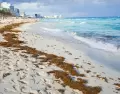 Sargazo en la Riviera Maya
