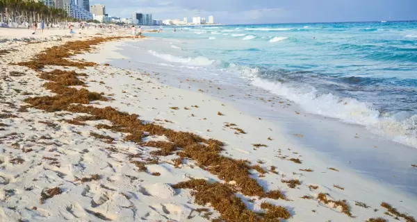Sargazo en la Riviera Maya