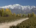 Vi�edos en Mendoza