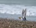R�o Grande es un lugar ideal para el avistaje de aves