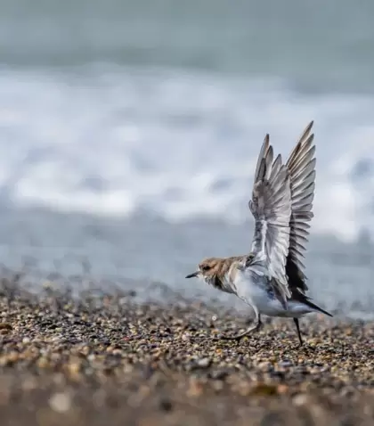 R�o Grande es un lugar ideal para el avistaje de aves