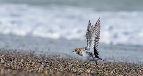 R�o Grande es un lugar ideal para el avistaje de aves