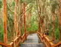 Bosque de Arrayanes, Villa La Angostura