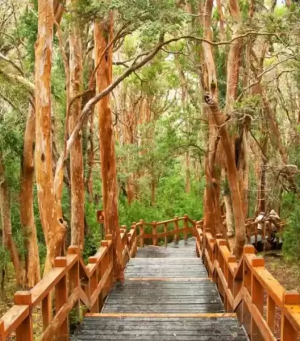 Bosque de Arrayanes, Villa La Angostura