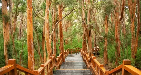 Bosque de Arrayanes, Villa La Angostura