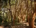 El Parque Nacional Los Arrayanes protege el �nico bosque natural de arrayanes del mundo, una joya de la Patagonia.