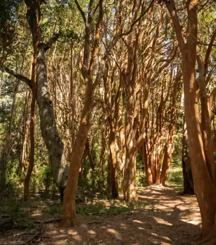 El Parque Nacional Los Arrayanes protege el �nico bosque natural de arrayanes del mundo, una joya de la Patagonia.