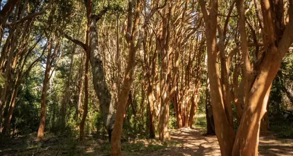 El Parque Nacional Los Arrayanes protege el �nico bosque natural de arrayanes del mundo, una joya de la Patagonia.