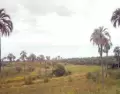 El Parque Nacional El Palmar protege una de las �ltimas comunidades naturales de palmeras yatay en Argentina.