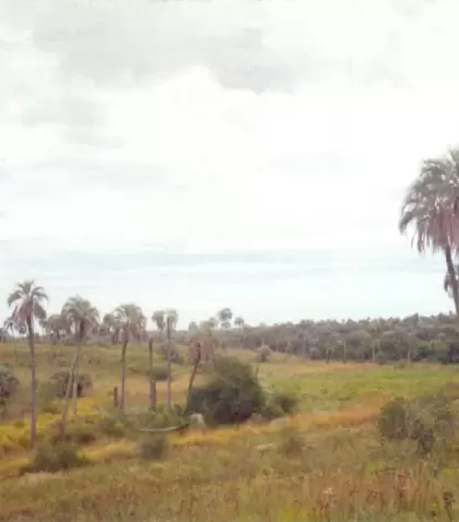 El Parque Nacional El Palmar protege una de las �ltimas comunidades naturales de palmeras yatay en Argentina.