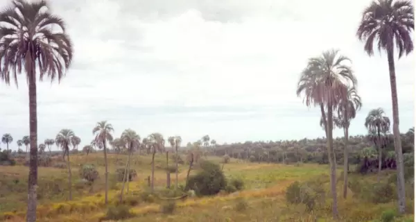 El Parque Nacional El Palmar protege una de las �ltimas comunidades naturales de palmeras yatay en Argentina.