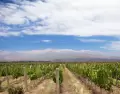 En el Valle de Uco, los vi�edos mendocinos se extienden al pie de la cordillera de los Andes.