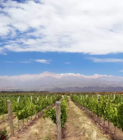 En el Valle de Uco, los vi�edos mendocinos se extienden al pie de la cordillera de los Andes.
