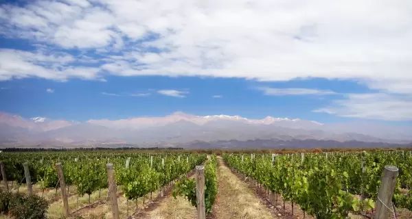 En el Valle de Uco, los vi�edos mendocinos se extienden al pie de la cordillera de los Andes.