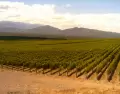 Los valles sanjuaninos combinan vi�edos, historia y monta�as en una de las rutas del vino m�s aut�nticas del pa�s.