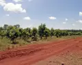 Las chacras y yerbales misioneros son el coraz�n del turismo rural en la provincia de Misiones.