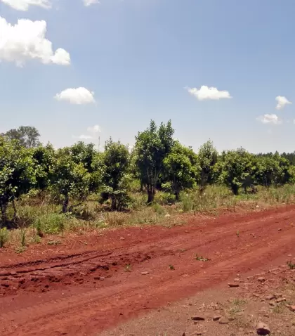 Las chacras y yerbales misioneros son el coraz�n del turismo rural en la provincia de Misiones.